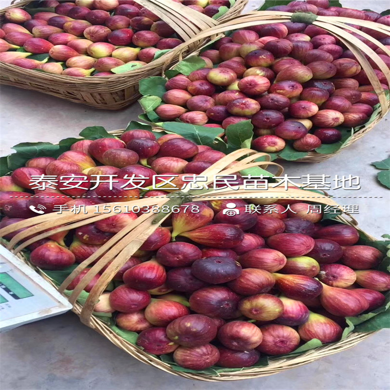 青皮無花果樹苗哪里有賣的、青皮無花果樹苗哪里批發(fā)