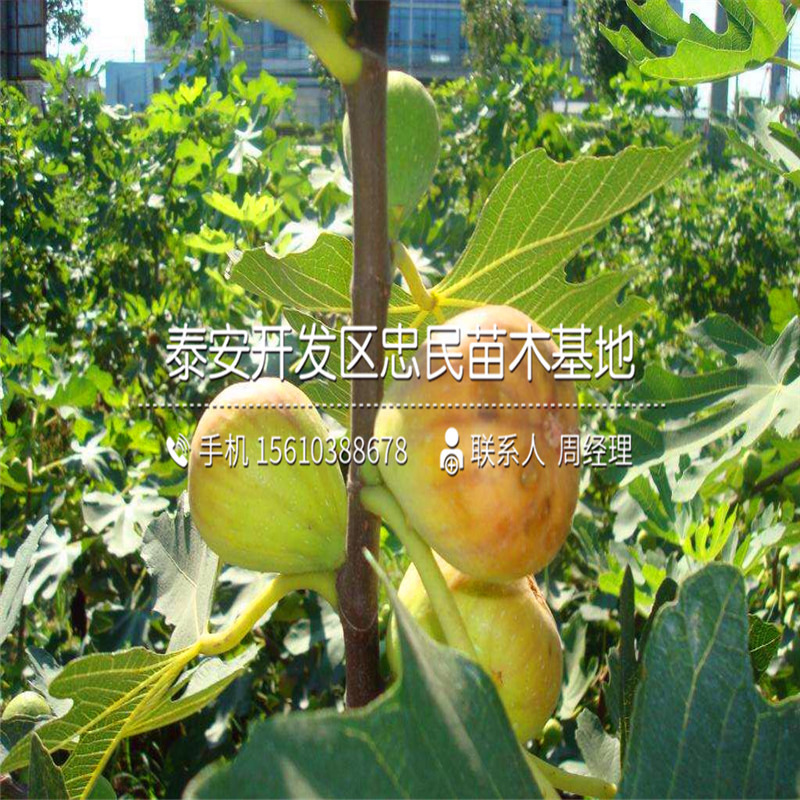 山东无花果树苗、无花果树苗报价