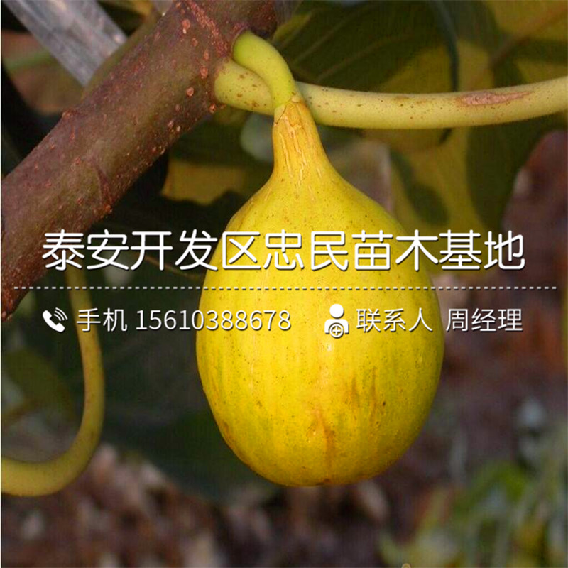 山東波姬紅無花果樹苗、波姬紅無花果樹苗多少錢一棵