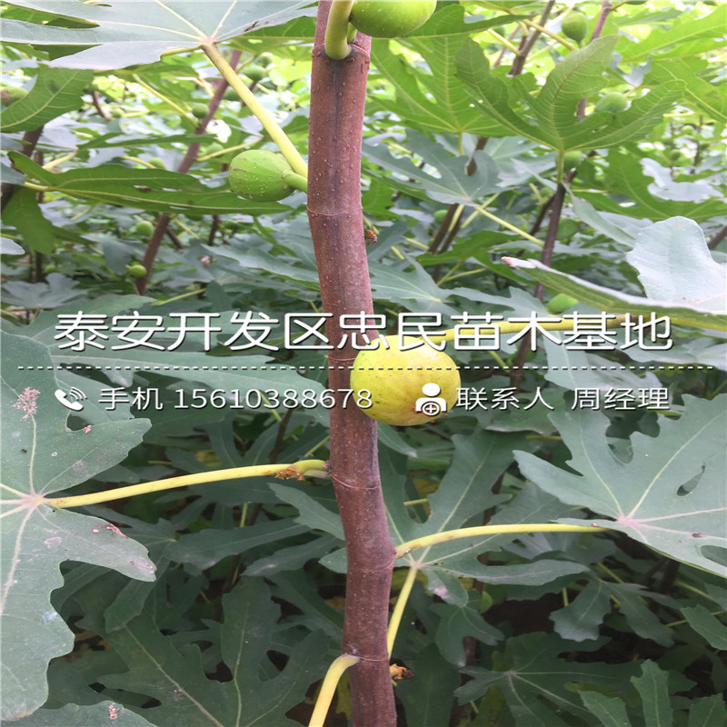山東2公分無花果樹苗、2公分無花果樹苗出售價(jià)錢