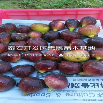 山東華麗無(wú)花果樹(shù)苗、華麗無(wú)花果樹(shù)苗價(jià)格