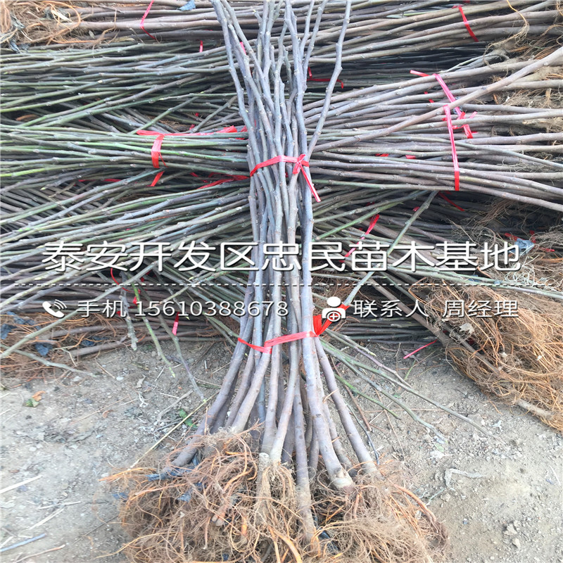 4公分無花果樹苗多少錢一棵、4公分無花果樹苗銷售價(jià)格