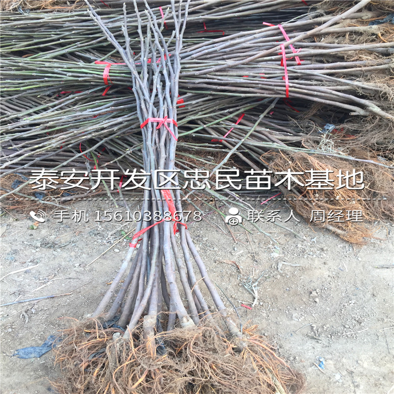 山東日本紫果無花果樹苗、日本紫果無花果樹苗基地