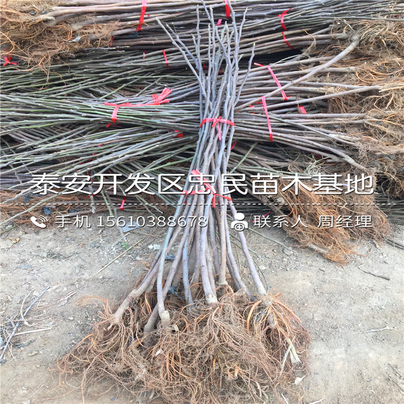 山東3公分無(wú)花果樹(shù)苗、3公分無(wú)花果樹(shù)苗批發(fā)