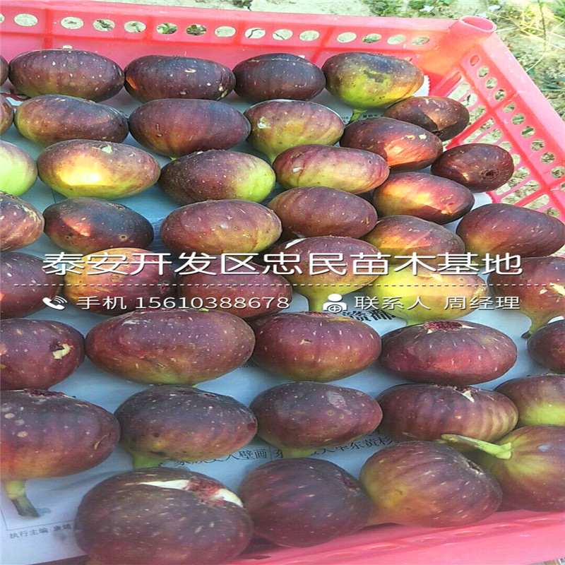 2公分無花果樹苗銷售基地、2公分無花果樹苗行情