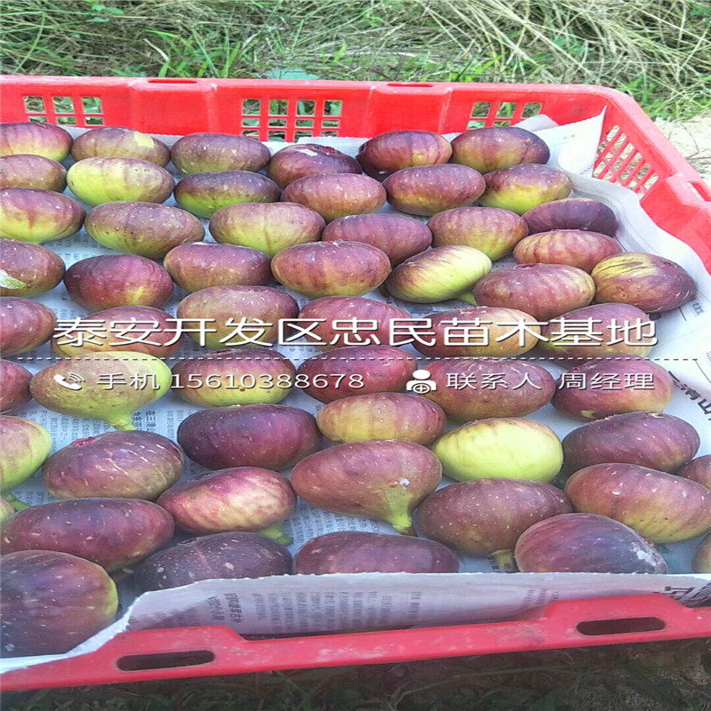 波姬紅無花果樹苗價格多少、波姬紅無花果樹苗行情