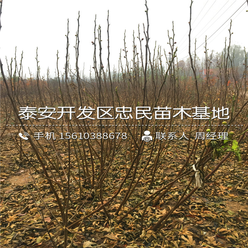 山东无花果树苗、无花果树苗销售价格