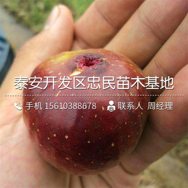 山東波姬紅無花果樹苗、波姬紅無花果樹苗品種