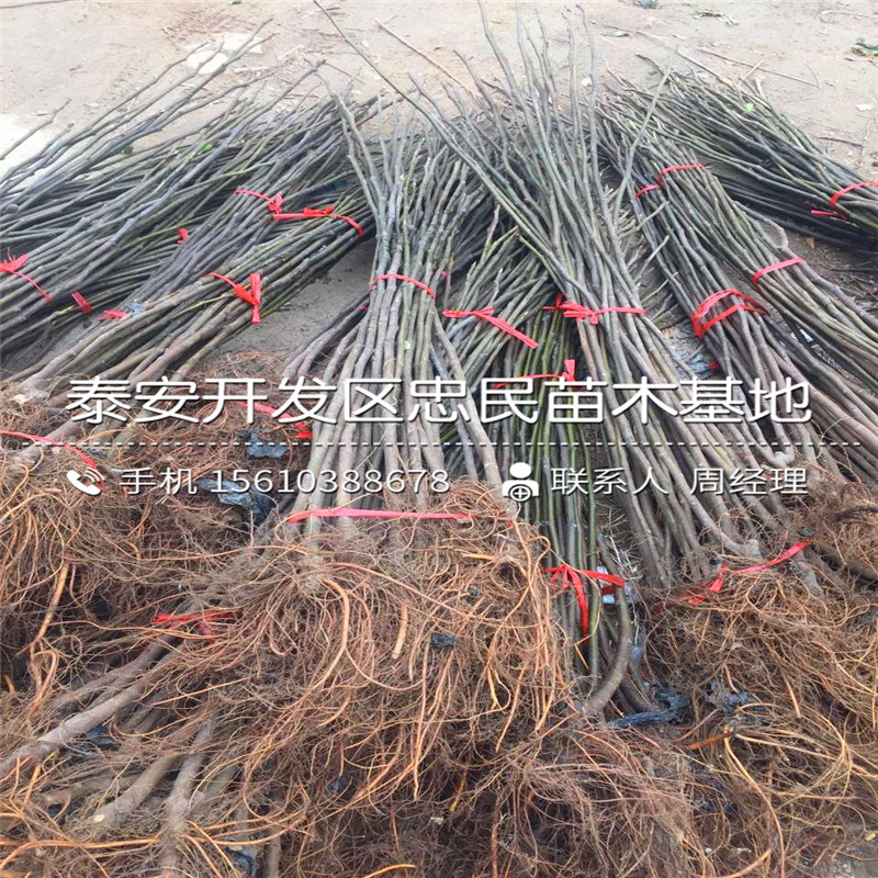 华丽无花果树苗批发基地、华丽无花果树苗哪里有