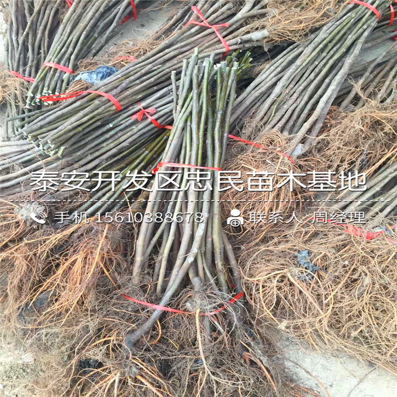 山東瑪斯義陶芬無花果樹苗、瑪斯義陶芬無花果樹苗出售基地