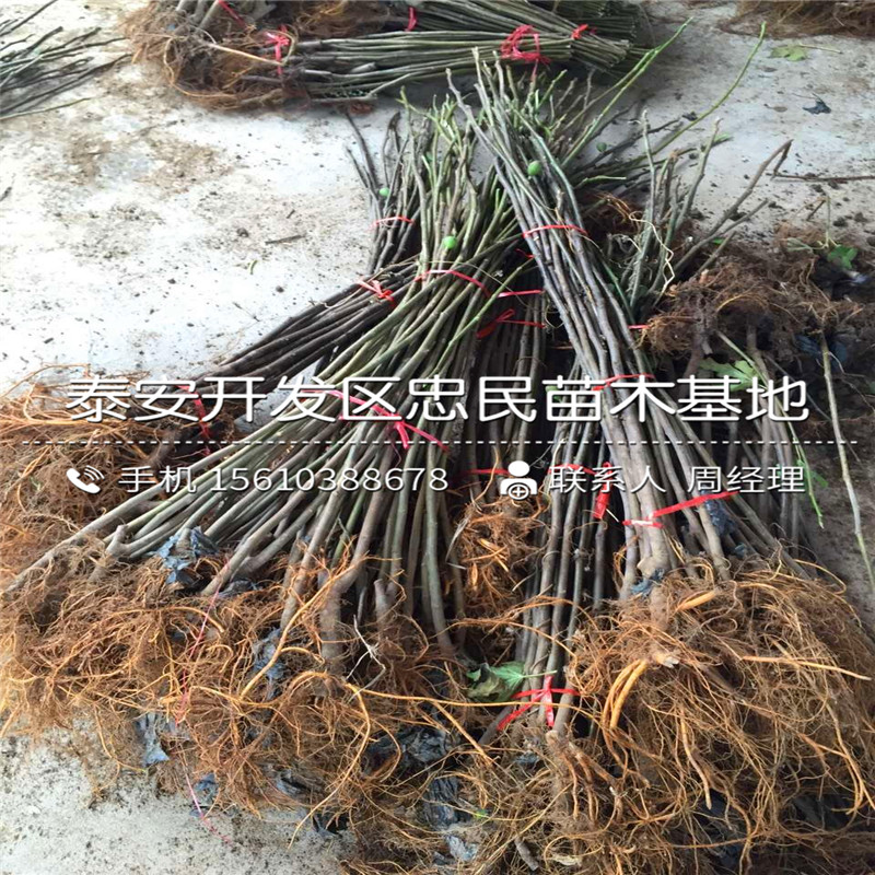 波姬红无花果树苗基地、波姬红无花果树苗报价