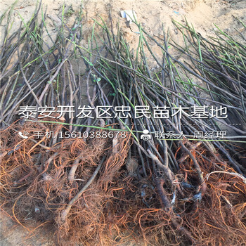 布蘭瑞克無花果樹苗批發(fā)基地、布蘭瑞克無花果樹苗報價