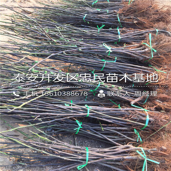 1公分無(wú)花果樹苗批發(fā)什么價(jià)格、1公分無(wú)花果樹苗哪里批發(fā)