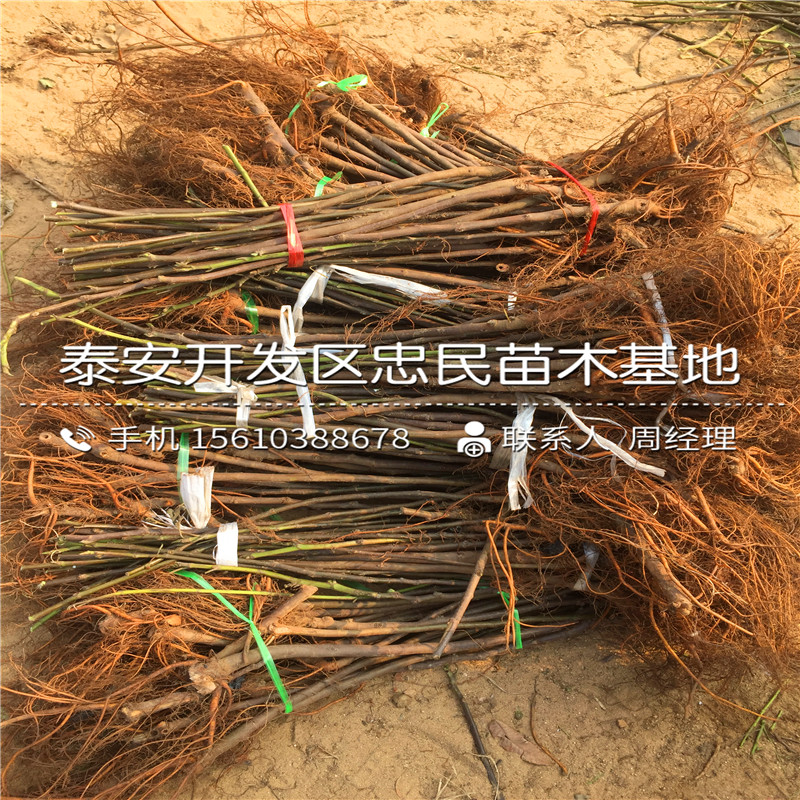 山東布蘭瑞克無花果樹苗、布蘭瑞克無花果樹苗基地