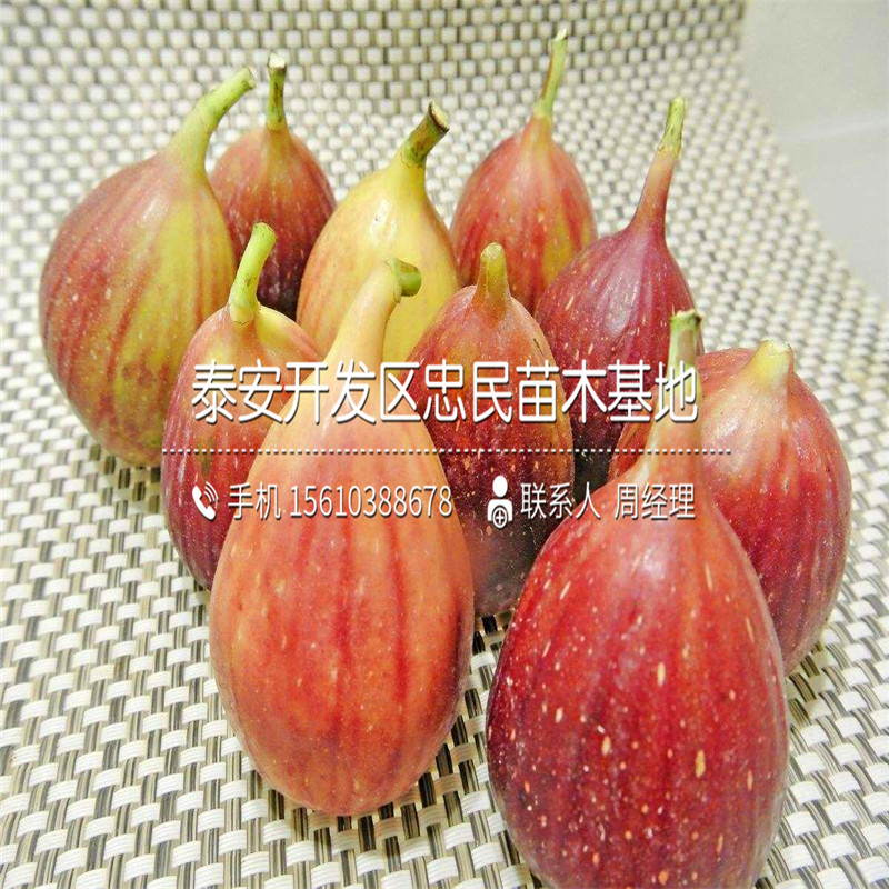 山東波姬紅無(wú)花果樹苗、波姬紅無(wú)花果樹苗行情