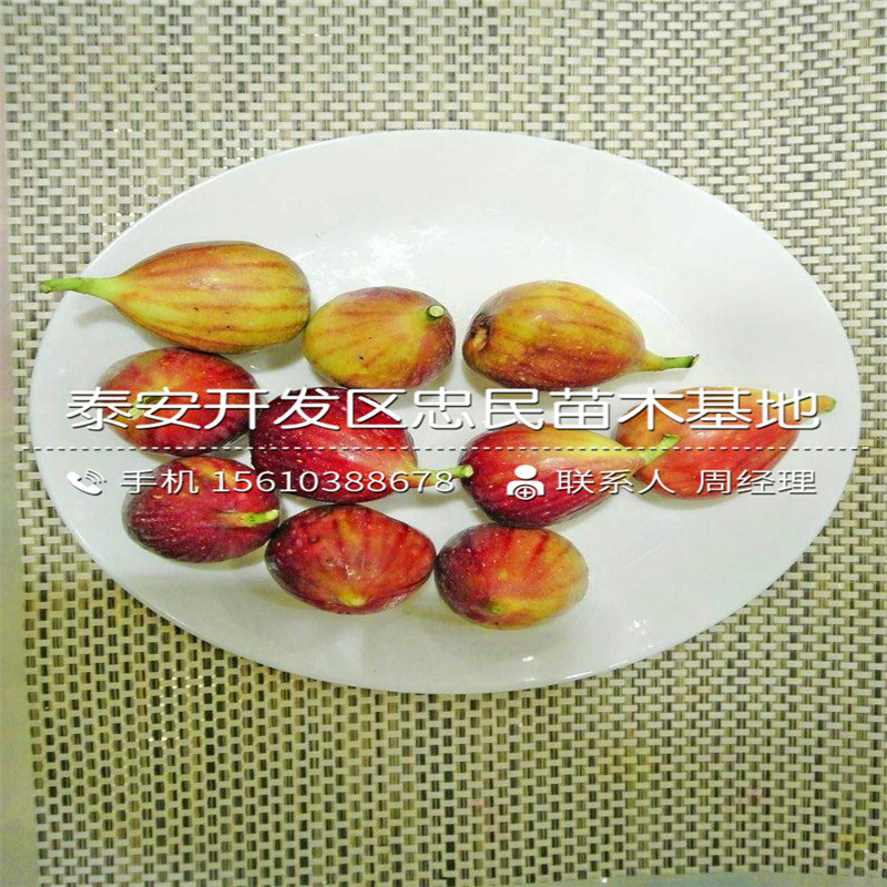 山東3公分無花果樹苗、3公分無花果樹苗行情