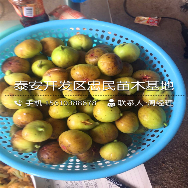 布蘭瑞克無花果樹苗哪里有賣的、布蘭瑞克無花果樹苗種植基地