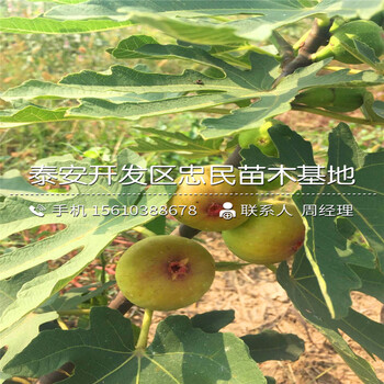 山东布兰瑞克无花果树苗、布兰瑞克无花果树苗报价