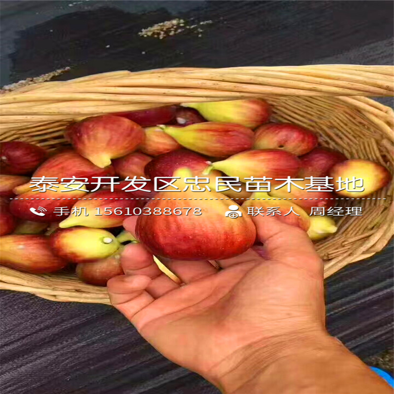 華麗無花果樹苗批發(fā)什么價格、華麗無花果樹苗批發(fā)