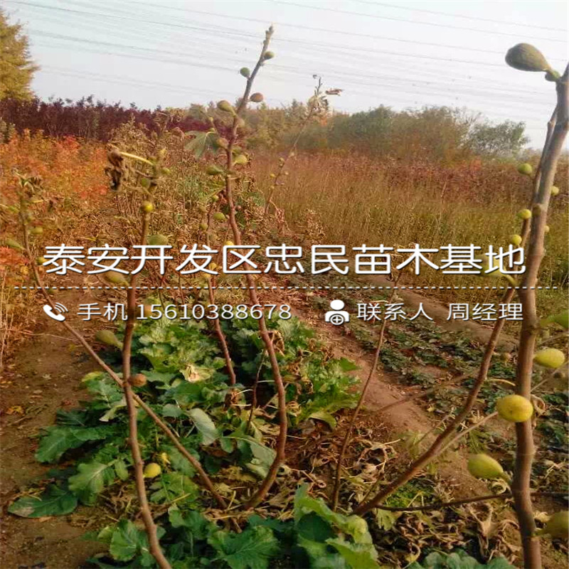 山東3公分無花果樹苗、3公分無花果樹苗銷售基地