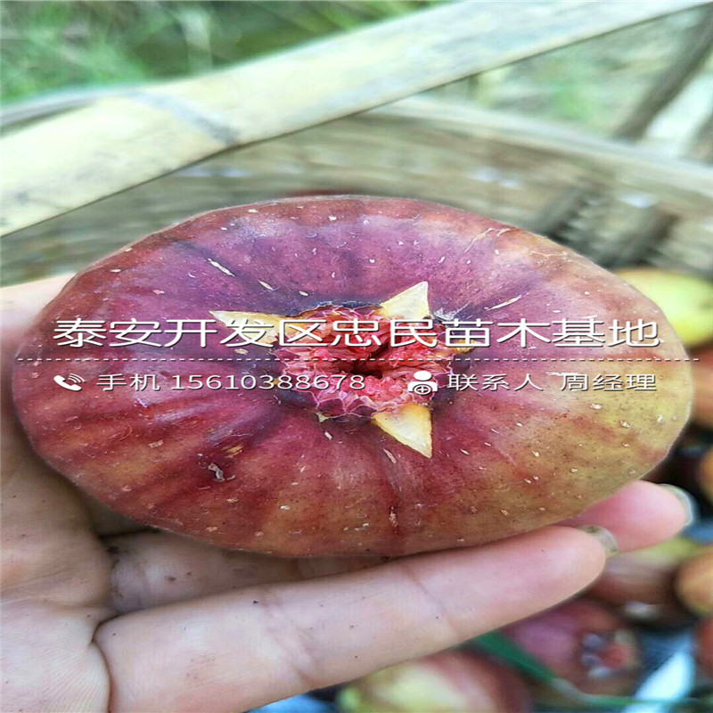 山東日本紫果無花果樹苗、日本紫果無花果樹苗哪里有