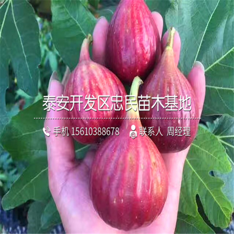 3公分無花果樹苗多少錢一棵、3公分無花果樹苗種植基地