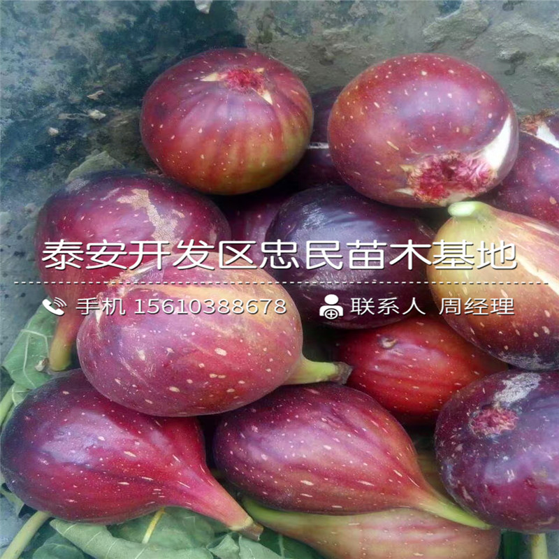 山东布兰瑞克无花果树苗、布兰瑞克无花果树苗出售基地