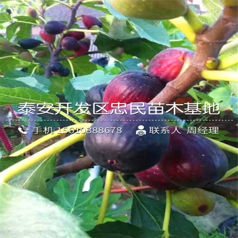 無花果樹苗價格多少、無花果樹苗出售價錢