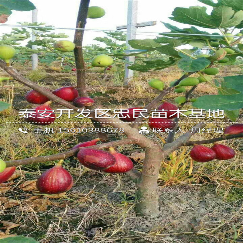 無花果苗批發(fā)基地、無花果苗出售價錢