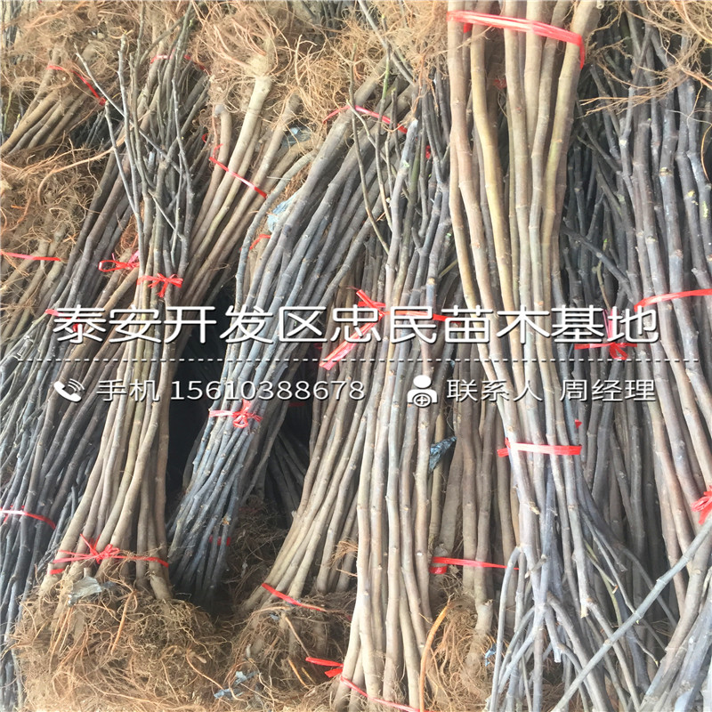 無(wú)花果樹(shù)苗多少錢一棵、無(wú)花果樹(shù)苗出售