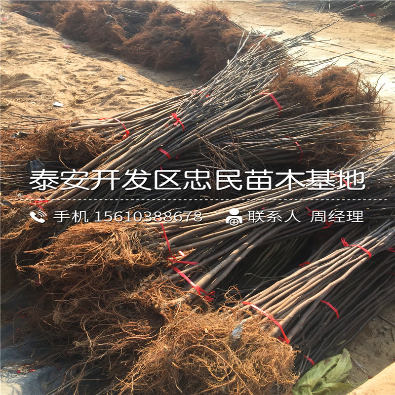 2公分無花果樹苗多少錢、2公分無花果樹苗報價