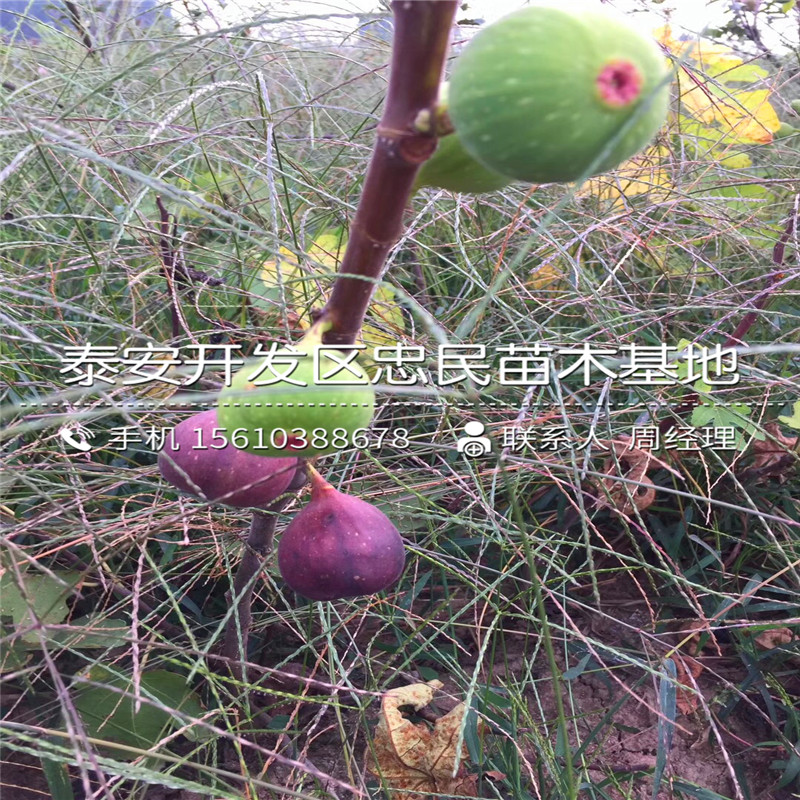 山东布兰瑞克无花果树苗、布兰瑞克无花果树苗批发价格