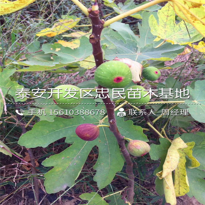 山東2公分無花果樹苗、2公分無花果樹苗批發(fā)
