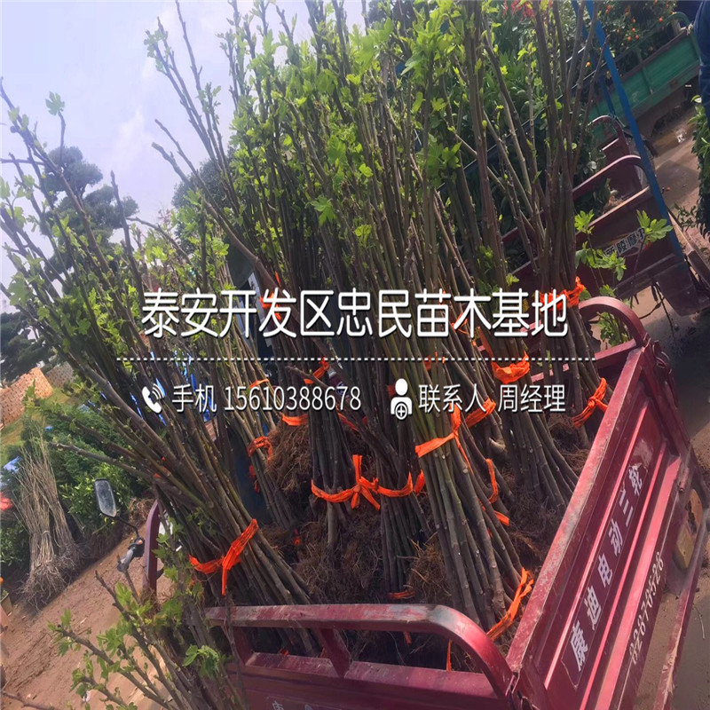山東4公分無花果樹苗、4公分無花果樹苗種植基地