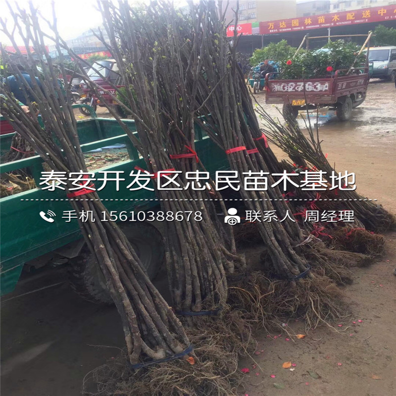 無花果樹苗批發(fā)基地、無花果樹苗哪里出售