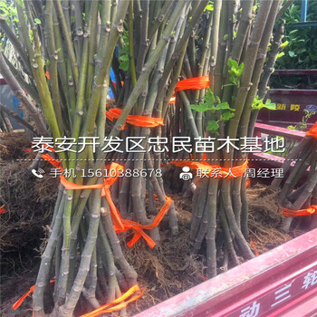 波姬紅無花果樹苗哪里有賣的、波姬紅無花果樹苗出售