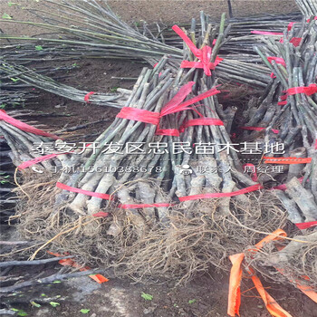 無花果苗批發(fā)價(jià)格、無花果苗銷售價(jià)格