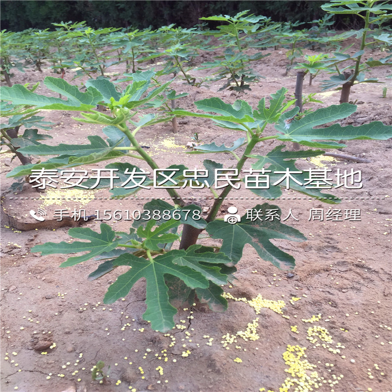 加州黑無(wú)花果樹(shù)苗多少錢(qián)一棵、加州黑無(wú)花果樹(shù)苗品種