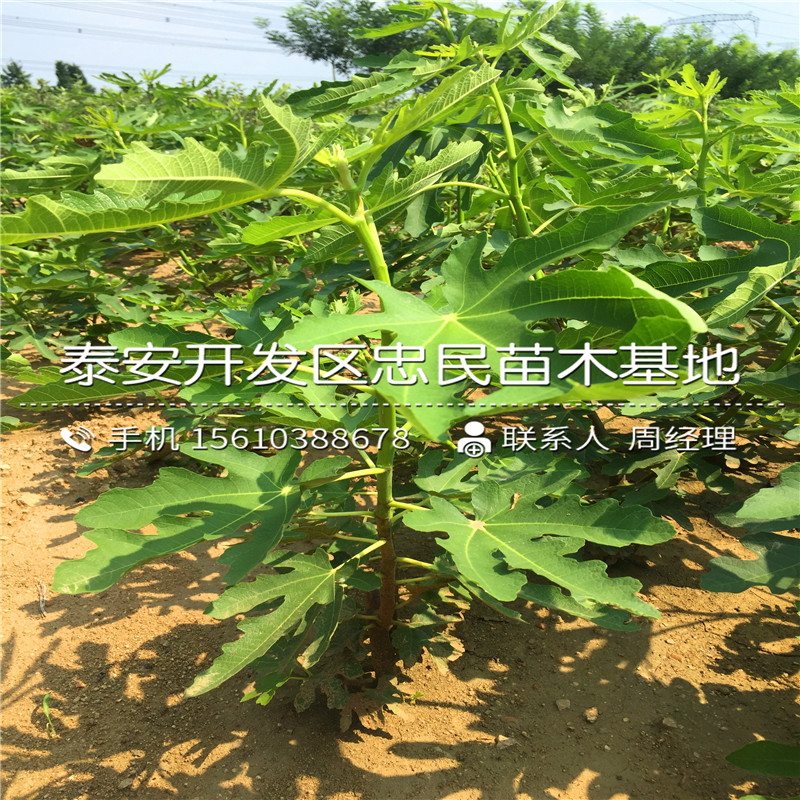 華麗無花果樹苗批發(fā)基地、華麗無花果樹苗行情