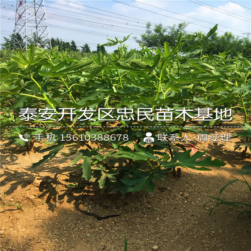 山東日本紫果無花果樹苗、日本紫果無花果樹苗哪里有