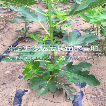 山東4公分無花果樹苗、4公分無花果樹苗報價