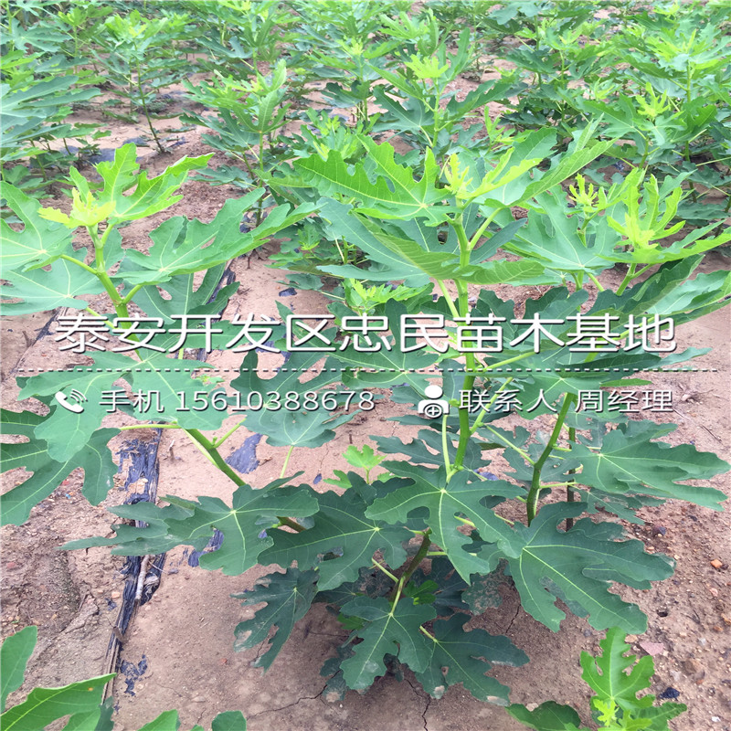 山东布兰瑞克无花果树苗、布兰瑞克无花果树苗出售基地