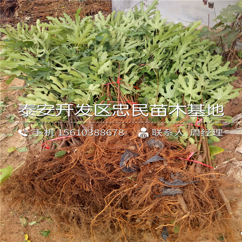 4公分無花果樹苗批發(fā)基地、4公分無花果樹苗哪里出售