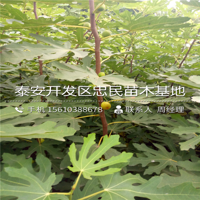 金傲芬無花果樹苗銷售基地、金傲芬無花果樹苗出售價錢
