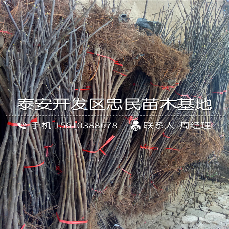 無花果樹苗批發(fā)基地、無花果樹苗哪里出售