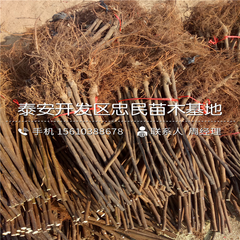 山東波姬紅無花果樹苗、波姬紅無花果樹苗價格哪里便宜