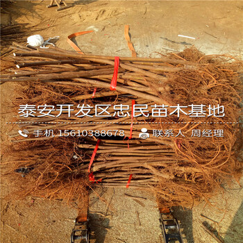 波姬紅無花果樹苗銷售基地、波姬紅無花果樹苗銷售價(jià)格