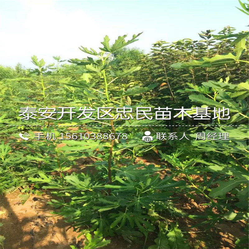 山東無花果苗、無花果苗哪里出售
