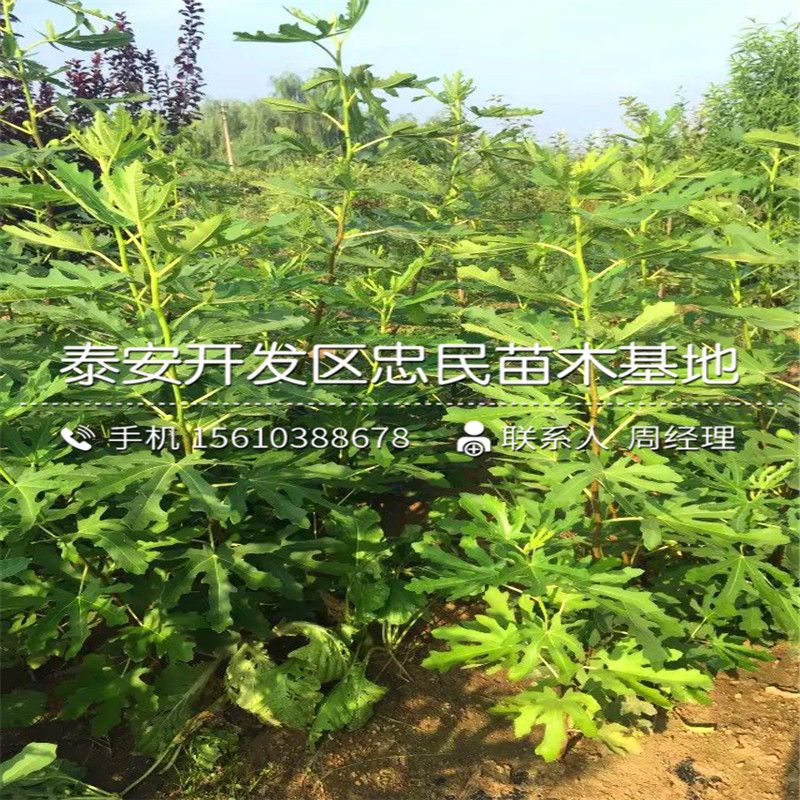 山東4公分無花果樹苗、4公分無花果樹苗種植基地