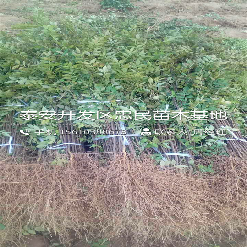 大红袍花椒苗出售基地、大红袍花椒苗哪里有卖的